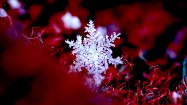 A single white snowflake on a red and black mossy background